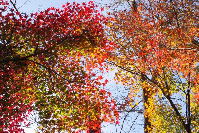 見上げる美しい紅葉です。