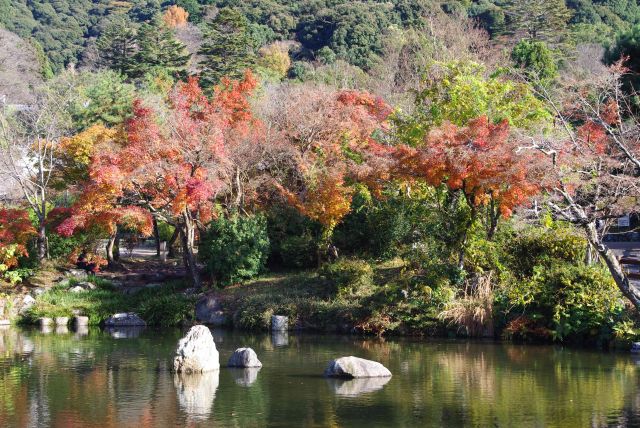 池の周りに紅葉があります。