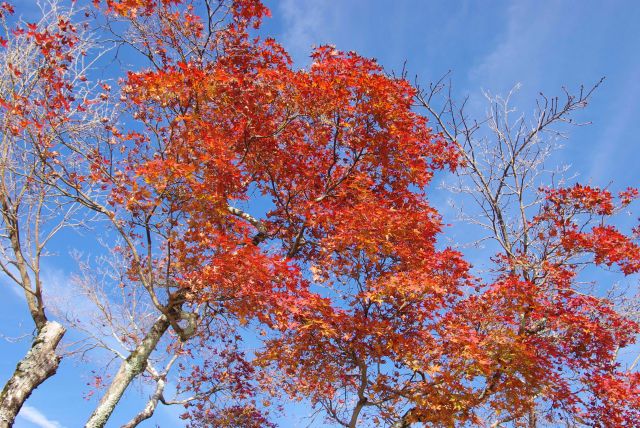 真っ赤な紅葉。