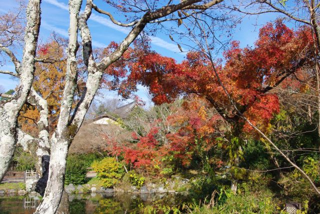 池の周りの紅葉。