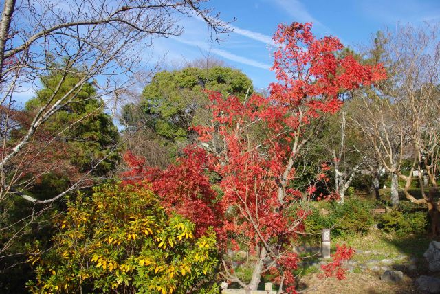 公園内の紅葉。