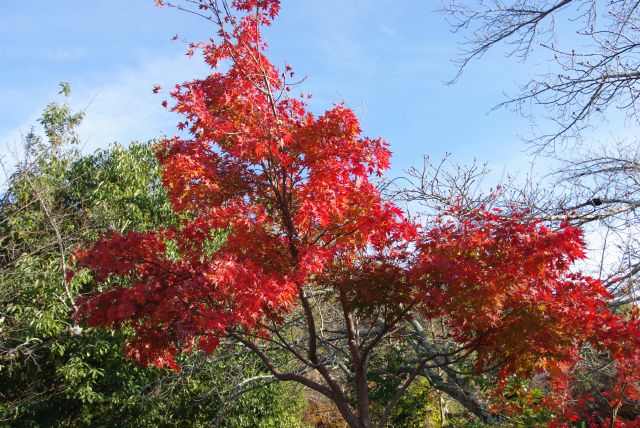 公園内の紅葉。