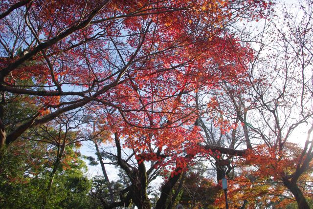 公園南側、紅葉のアーチ。