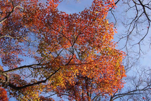 輝かしい紅葉。