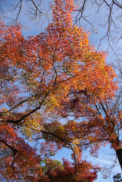 輝かしい紅葉。