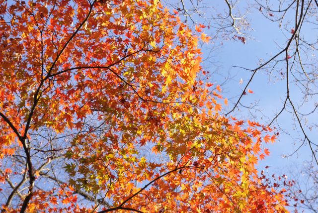 輝かしい紅葉。