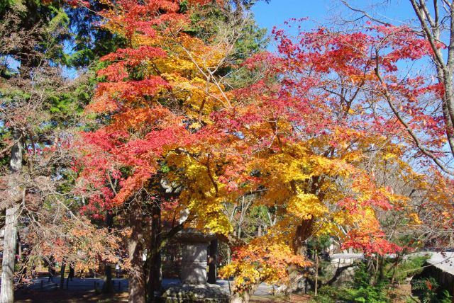 境内の鮮やかな紅葉。