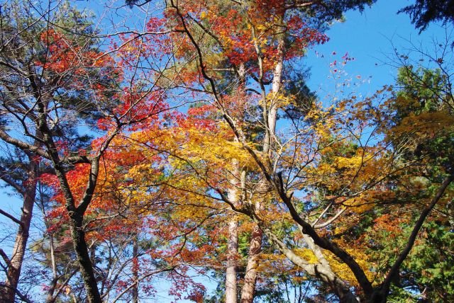 境内の鮮やかな紅葉。