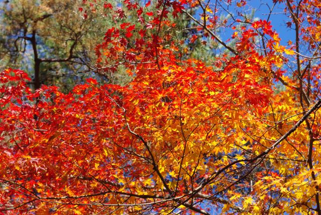 日に輝く紅葉。