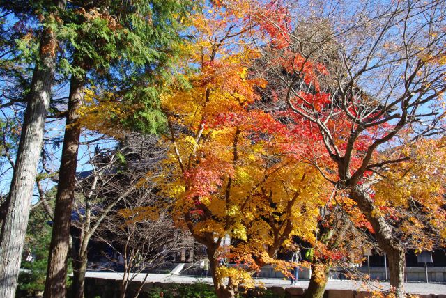 三門脇の紅葉が鮮やかで印象的。