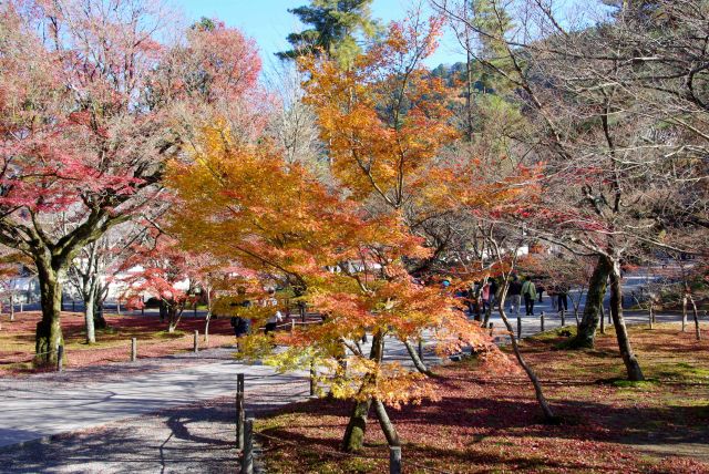 オレンジの紅葉。