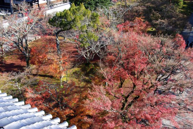 赤い紅葉が広がる。