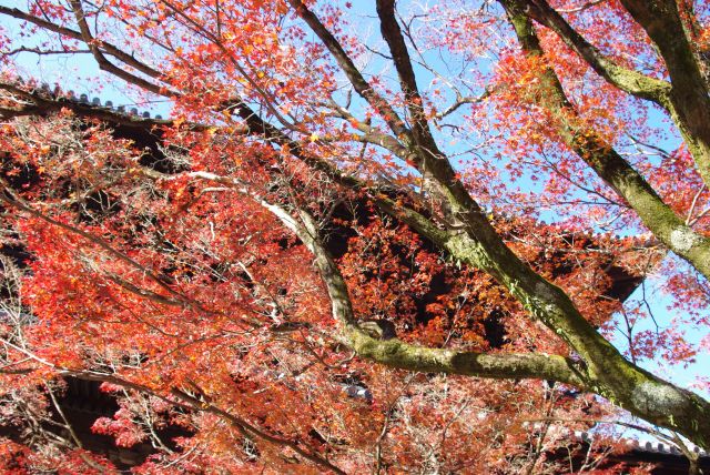 紅葉と三門。