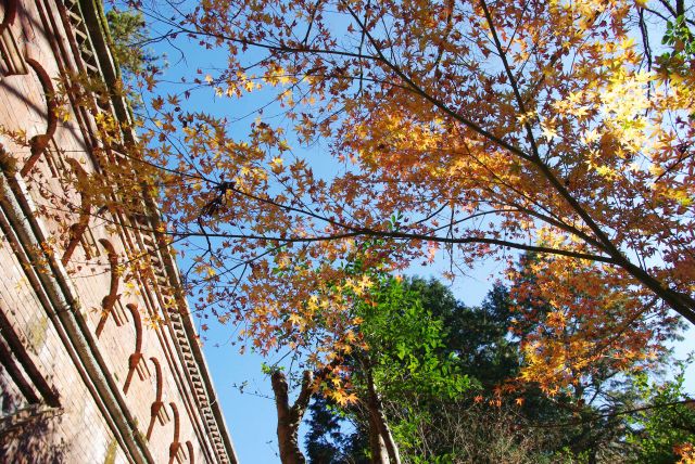 水路閣と日に輝く紅葉。