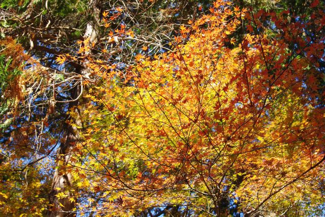 南禅院前、輝く紅葉。