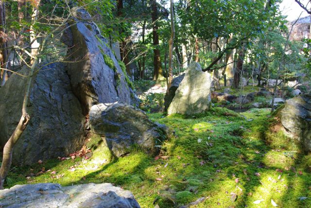 木陰の静かな庭園風景。