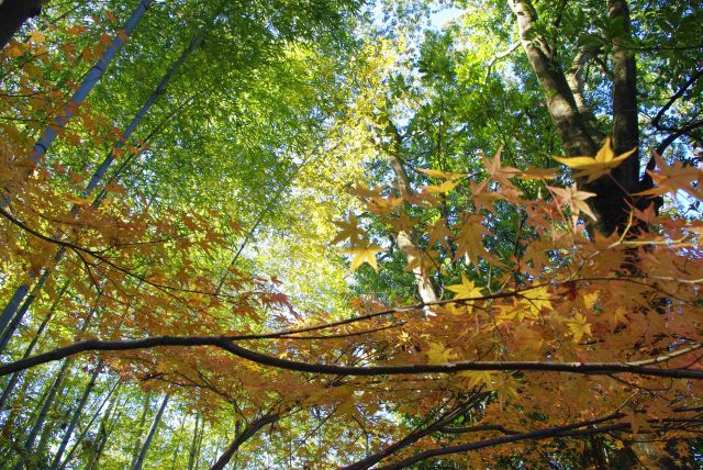 竹林と黄色の紅葉が作る幻想的な風景。