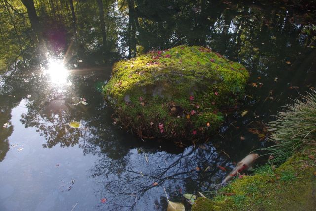 反射して木々を映す池の水面と鯉。