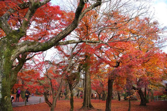 一帯が鮮やかな紅葉であふれる。