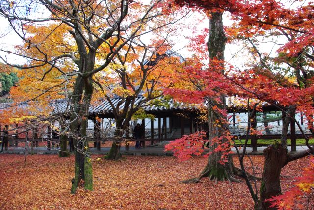 ピークは過ぎているものの紅葉に埋め尽くされた風景を楽しめる。