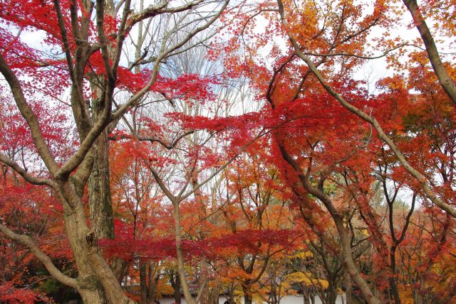 鮮やかな赤い紅葉が印象的。