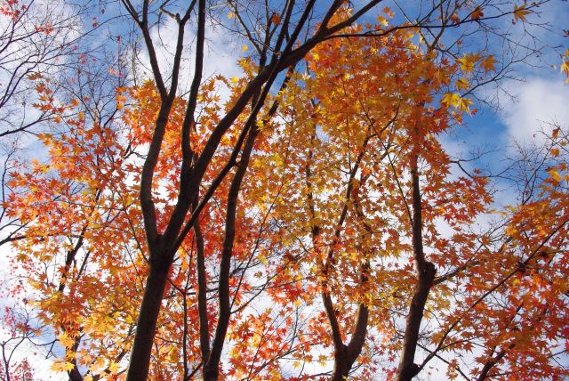 天気が良くなり輝きだす紅葉。