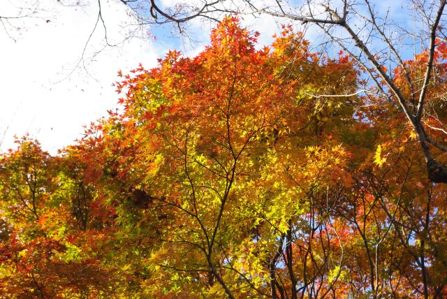 日を浴びて輝く紅葉。