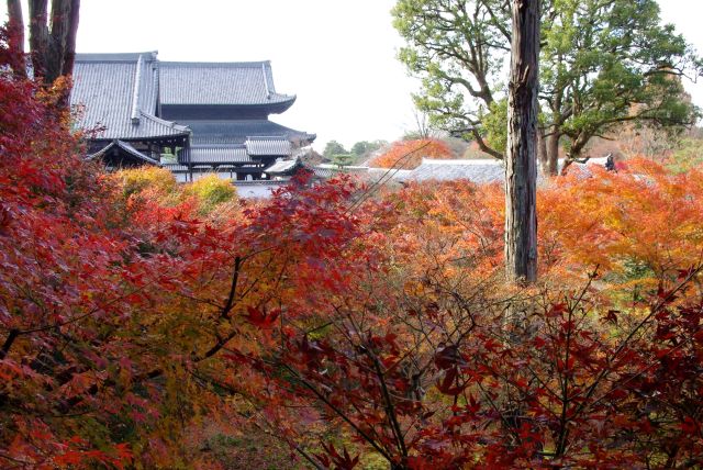 通天橋方面へ、紅葉があふれます。