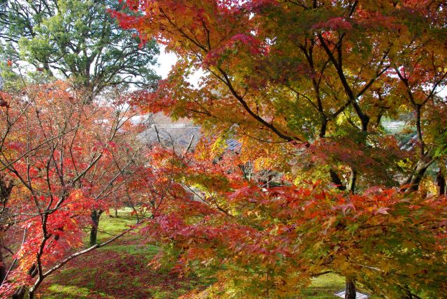 紅葉を横目に進む。