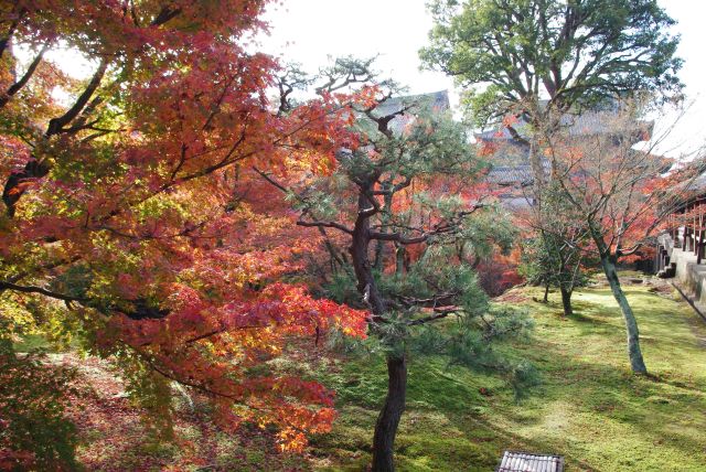 通天橋横の木々。