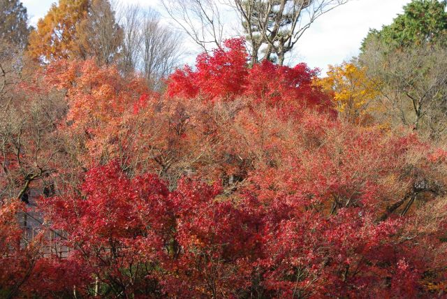 最初の庭側の紅葉は鮮やか。