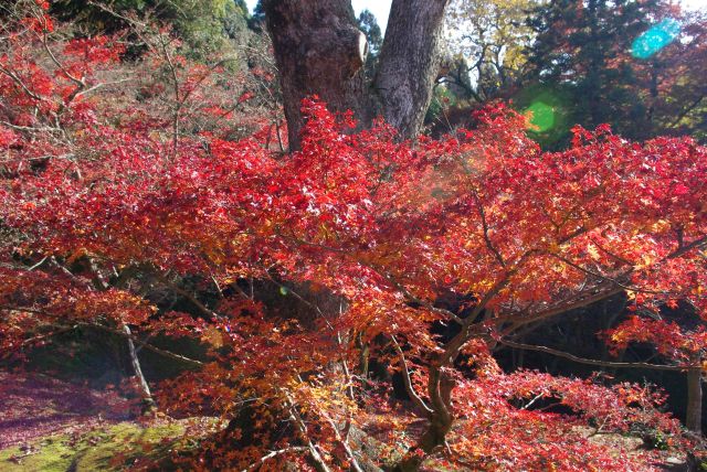 間近に見られる紅葉も。