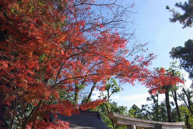 こちらも紅葉がある。