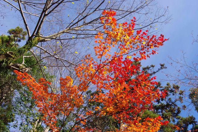 東北門に進むと紅葉があります。