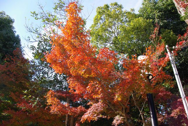 境内の周囲の方が紅葉が見られました。