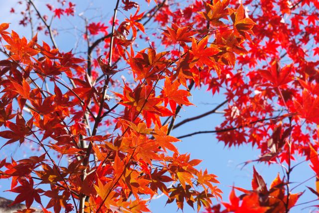 真っ赤に燃える紅葉。