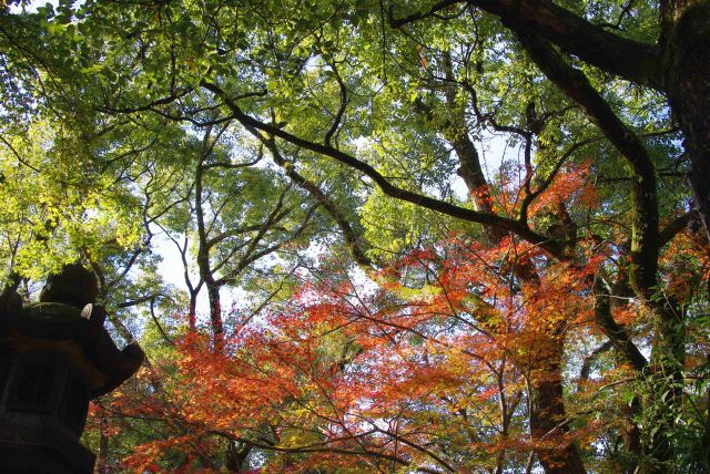 西楼門脇の生い茂る緑の中の紅葉。