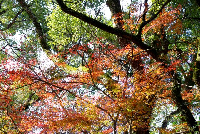 緑の中で鮮やかに輝く美しい紅葉。