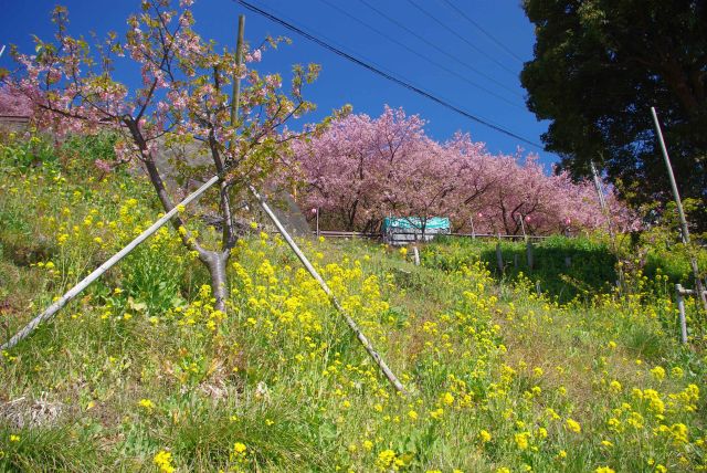 菜の花畑の斜面の階段を登って行きます。