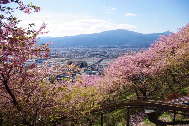 一面桜の斜面と街の風景。