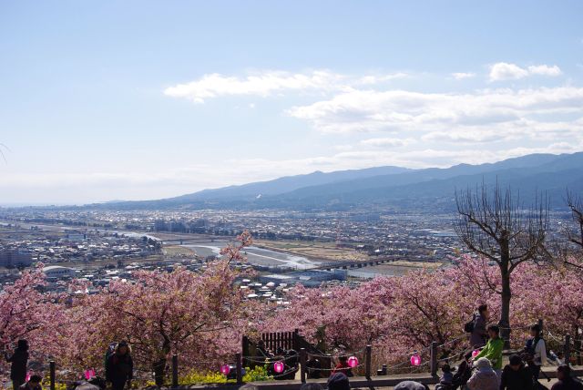 酒匂川と河津桜。