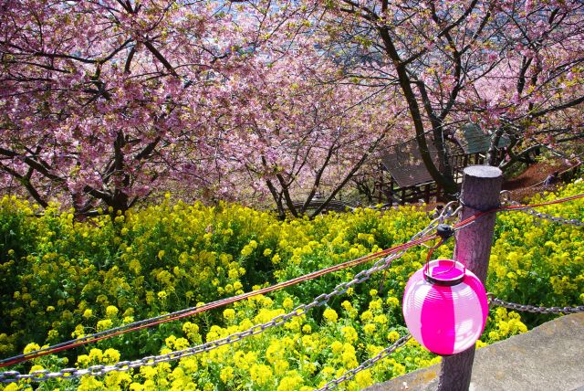 鮮やかな菜の花と河津桜。