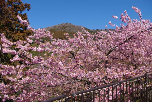 さらに登った所の桜。