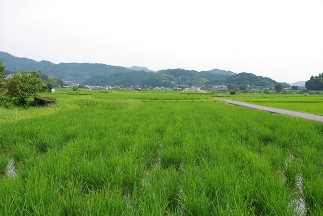 周囲は水田の広がるのどかな風景。