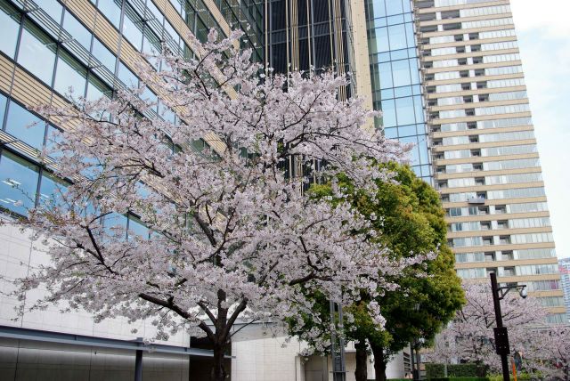 ミッドタウンイースト横の桜。