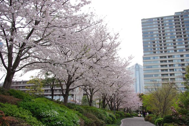 ミッドタウン裏の檜町公園、公園周りにソメイヨシノの並木。