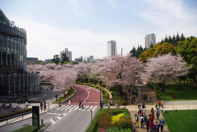 たくさんの人が桜を楽しむ。