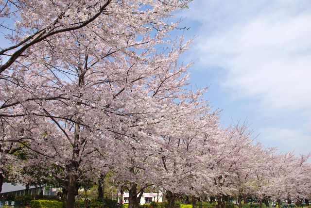 美しい桜並木。