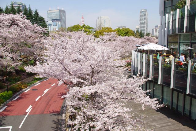 オープンカフェからも桜が楽しめそう。