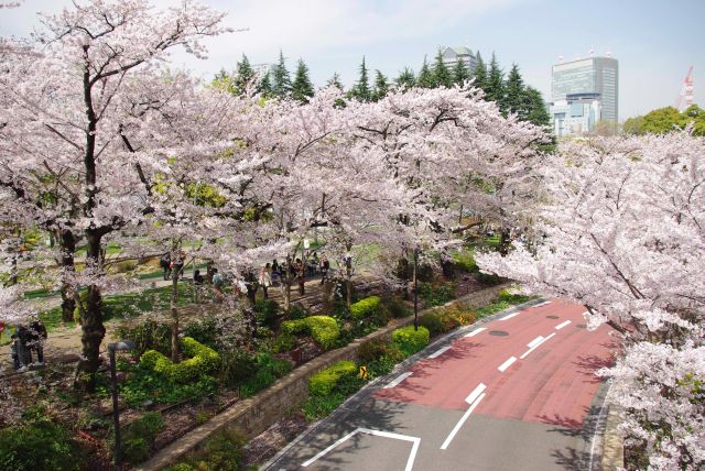 カーブの両側にひしめく桜。